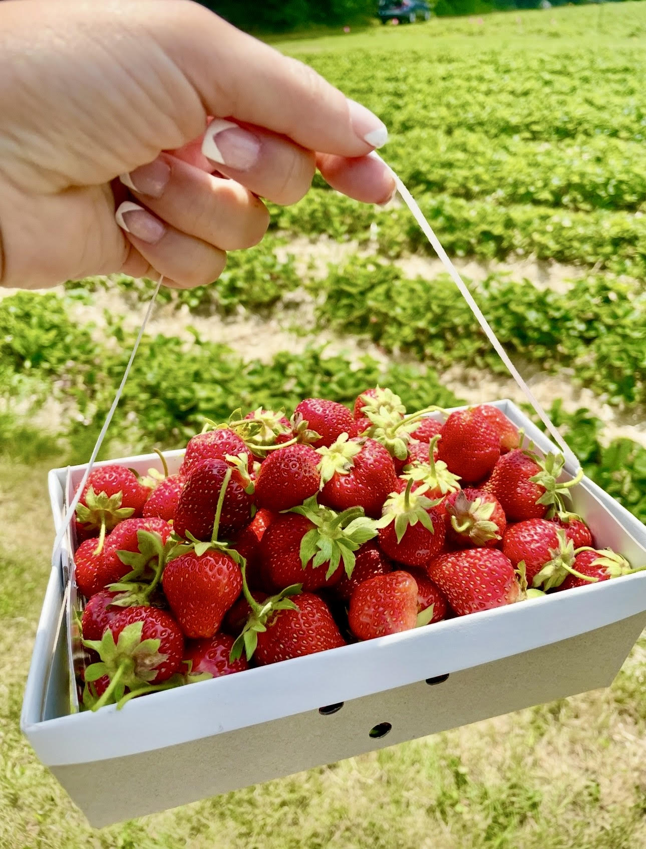 Strawberry Season in the Countryside: A Story and a Simple Recipe