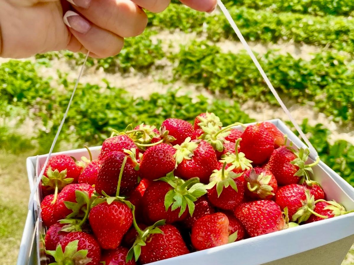Strawberry Season in the Countryside: A Story and a Simple&nbsp;Recipe