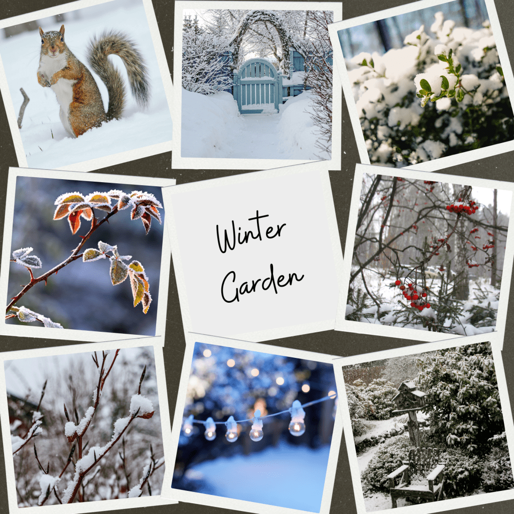 photographs of  winter garden