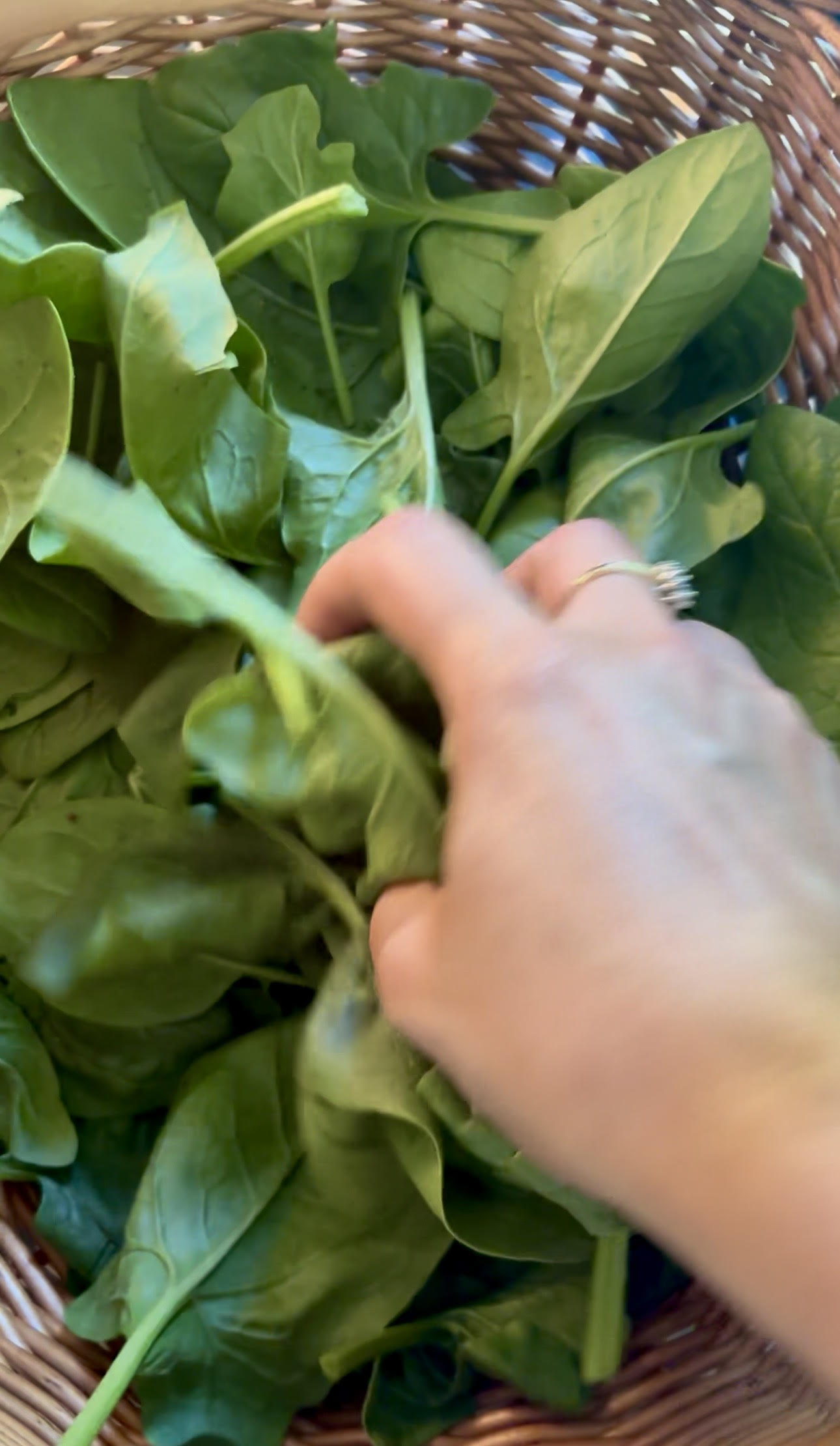 What I’m Doing With All This Spinach